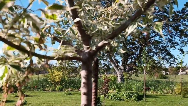 Моя колекція кленів гуляємо садочком деревовидні півонії буктриколорцибулькові хвороба тюльпанів смотреть онлайн