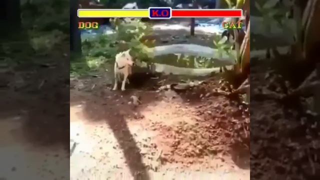 мортал комбат??