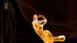 Равновесие человека. Работа внутреннего уха