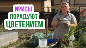 ГЛАВНЫЙ секрет деления бородатых ирисов! Как пересадить бородатые ирисы осенью?
