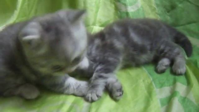 Плюшевые шотландские котята