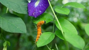 Macro Video | Canon EOS R6 + RF 35mm F1.8 Macro IS STM