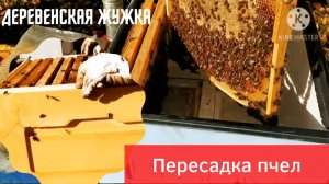Пересадка пчёл. Три семьи после изолятора. Улья ППУ