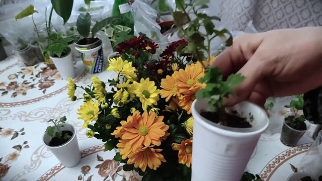 ? РЕЗУЛЬТАТ УКОРИНЕНИЯ ХРИЗАНТЕМЫ ? (укоренение, посадка и уход в домашних условиях и в горшке) ? смотреть онлайн