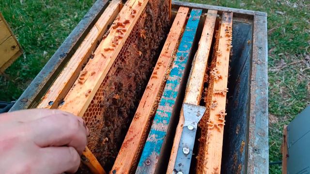 Подсадка матки весной смотреть онлайн