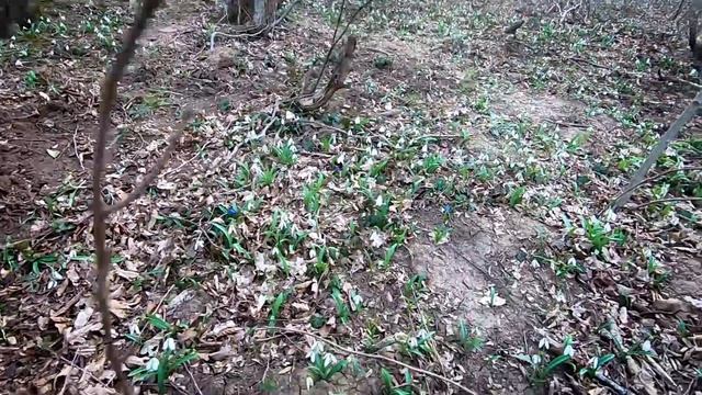 АНАПА. ПЕРВЫЕ ПОДСНЕЖНИКИ И ЛИСТОЧКИ В ЛЕСУ БУЖОРА. ВЕСНА ПРИШЛА. С 8 МАРТА. ЛЕС ОЖИЛ.