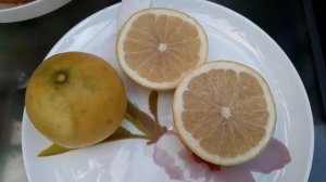 Citrus Sweetie