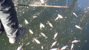 море рыбы в Деркуле 25 11 2019