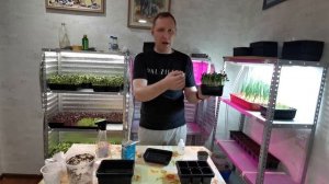 МИКРОЗЕЛЕНЬ ДОМА - КАК ИЗБАВИТЬСЯ ОТ ПЛЕСЕНИ - ЧЕМ ОБРАБАТЫВАТЬ МИКРОЗЕЛЕНЬ?