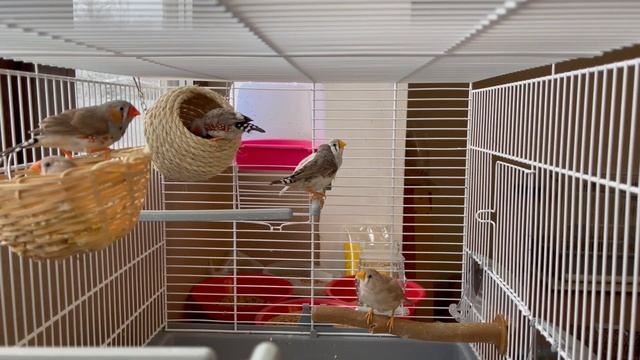 зебровые амадины, подростки смотреть онлайн