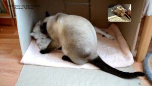 Тайский кот Оскар заботливый отец и ласковый муж! Тайские кошки - это чудо! Funny Cats