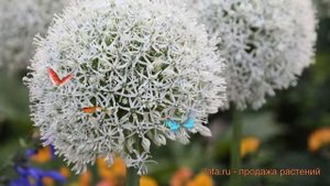 Лук декоративный Маунт Эверест ? обзор: как сажать, саженцы, луковицы лука Маунт Эверест