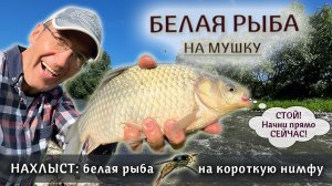 НАХЛЫСТ для новичков: ловля белой рыбы на короткую нимфу | Ловля на мушку для начинающих