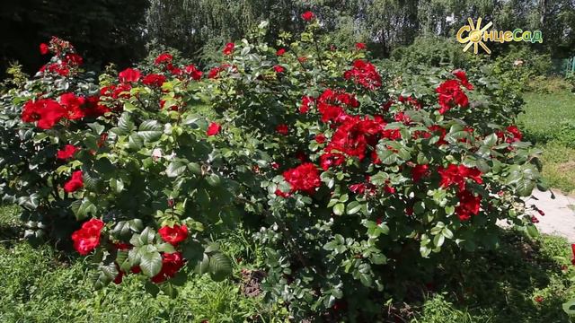 🌹Троянди у ландшафтному дизайні ч. 2 🌹