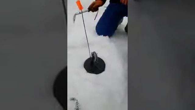 Кульсары камыскол птичный 2017_18г смотреть онлайн