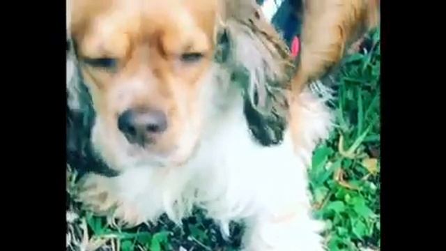 ???СОБАЧИЙ ВАЛЬС ???во Флориде смотреть онлайн