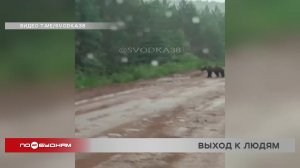 Медведей и их следы заметили в Усть-Кутском и Братском районе