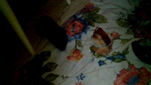 Гунькины орешки