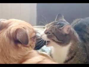 ?Кот и пёс!? Война и мир! Приколы с котами и собаками 2022 #46