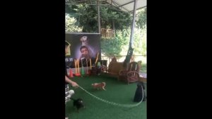 Смешное Видео Про Кошек И Собак ? ? #22