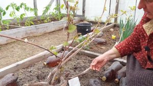 ВИНОГРАД Нормирование побегов винограда / Приемы успешного роста и хорошего урожая 3ч