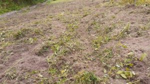 Вспашка культиватором, когда трава высокая. Небольшой обзор.