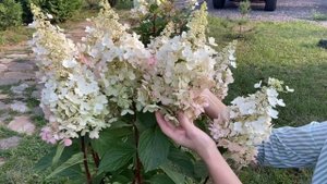 Удивительная нежность - Ангел Бланш (Hydrangea paniculata `Angels Blush`)