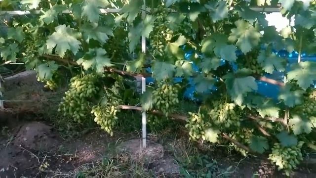 Виноград ВЕЛЮР - Разоблачение..Велюр - Наследник Кардинала??? или тайный заговор Масонов смотреть онлайн