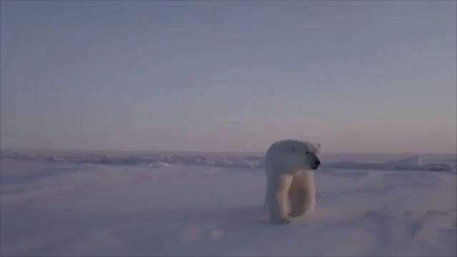 АРКТИКА