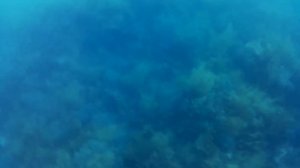 Дайвинг в Атлантике. Португалия