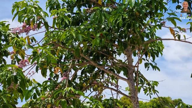 Зоопарк у меня во дворе. (видео 510)