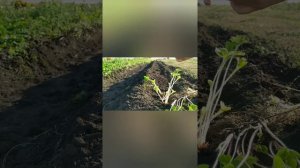 Посадка земляники фриго осенью. Подготовка грунта