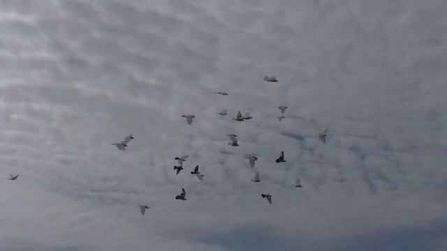 Из чего и как делаю минеральную подкормку для ?️голубей смотреть онлайн