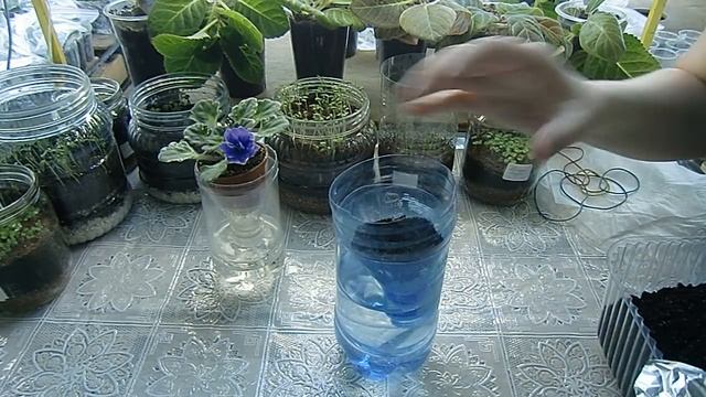 ЛАЙФХАК !Как укоренить макушку фиалки с помощью фольги !? How to root a violet