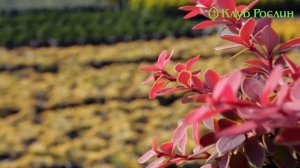 Випуск 138. Барбарис Тунберга Golden Ring