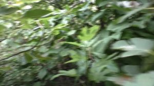 Инжир.  Craven's Craving (СС). 22