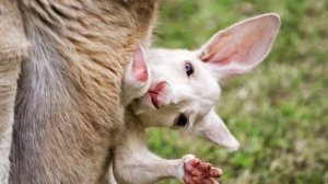 Интересные факты о кенгуру