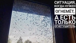 Нашествие мух на совиный дом