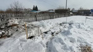 Как укрыть клубнику на зиму. Перезимовала отлично!