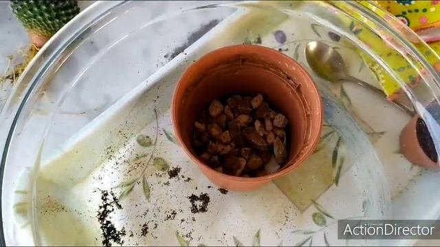 Вы купили Кактус ?Что делать дальше??