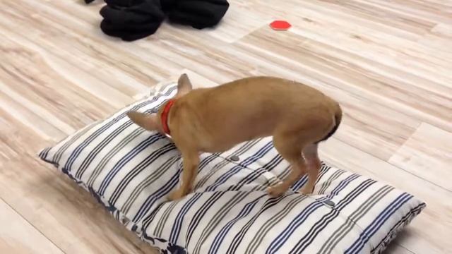 Собака Месси теребит подушку смотреть онлайн