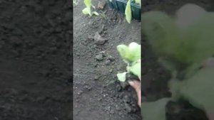 Посадка рассады табака. Как это делаю я.
