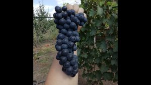 Чурчхела просто объеденье.