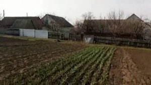 Вторая подкормка чеснока.  Дозировка и способ.