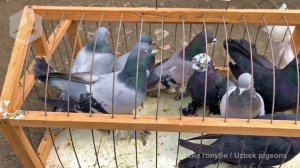 Птичий рынок г. Ташкент - ГОЛУБИ (12.03.2022) / Uzbek Pigeons / Usbekische tauben