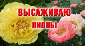 Высаживаю новые пионы
