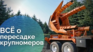 Результаты пересадки крупномеров