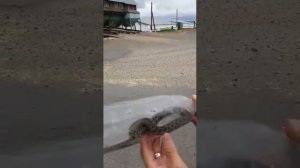 Степные гадюки кусают жителей в Костанайском районе - сентябрь 2017