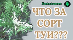 Что за сорт туи,неизвестный сеянец туи восточной.Выводим новый сорт или?