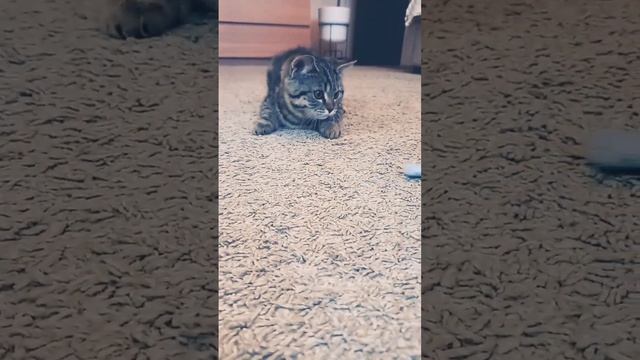 Как правильно играть с кошкой #кошка смотреть онлайн